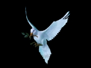 image1.gif